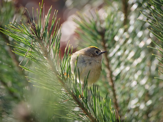 Wintergoldhähnchen - Teverener Heide