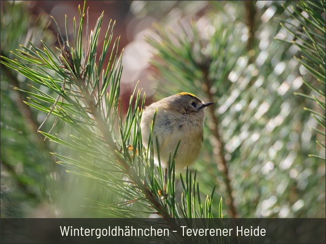 Wintergoldhähnchen - Teverener Heide