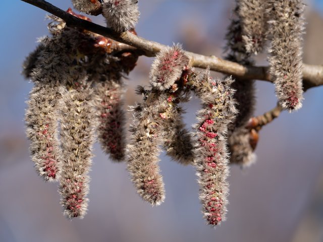 Zitterpappelblüten - Teverener Heide