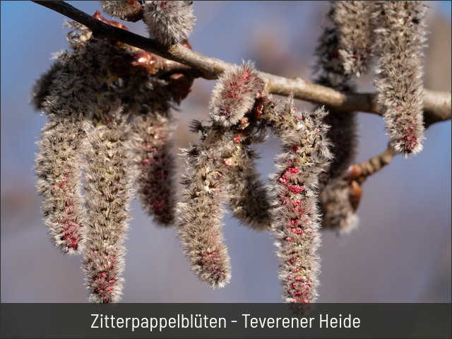 Zitterpappelblüten - Teverener Heide