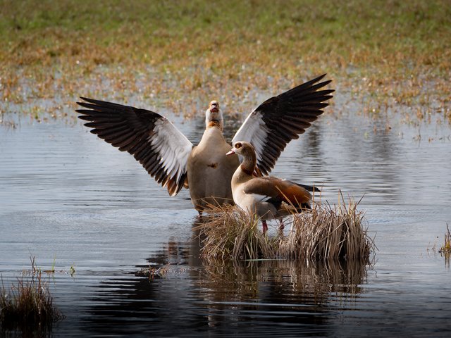 Nilgänse - Urdenbacher Kämpe