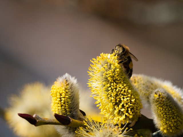 Honigbiene auf Sal-Weide - Rotthäuser Bachtal