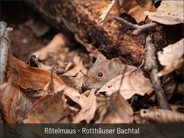 Rötelmaus - Rotthäuser Bachtal