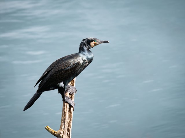 Kormoran im Prachtkleid - Uni-See Düsseldorf