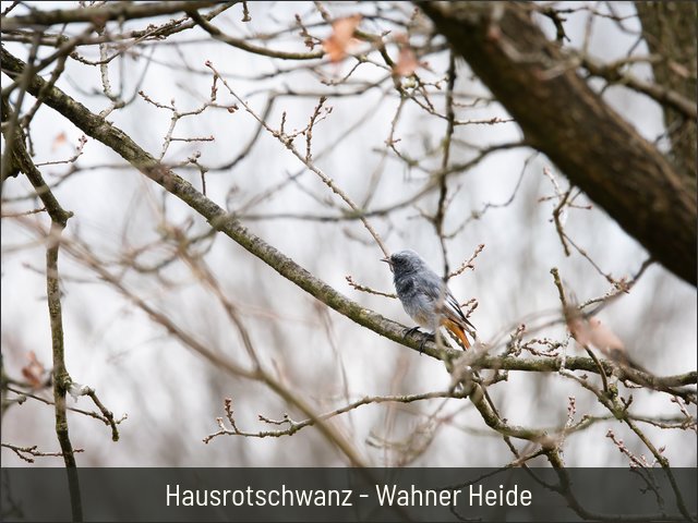 Hausrotschwanz - Wahner Heide