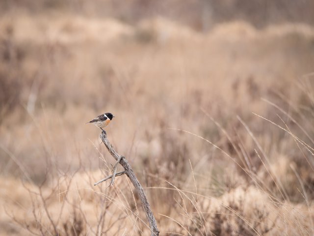 Schwarzkehlchen - Wahner Heide