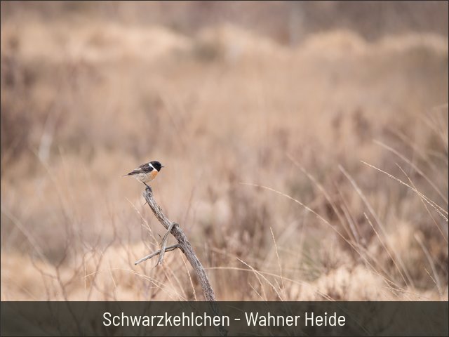 Schwarzkehlchen - Wahner Heide
