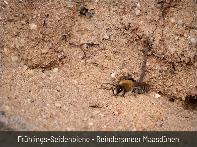 Frühlings-Seidenbiene - Reindersmeer Maasdünen