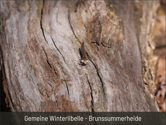 Gemeine Winterlibelle - Brunssummerheide
