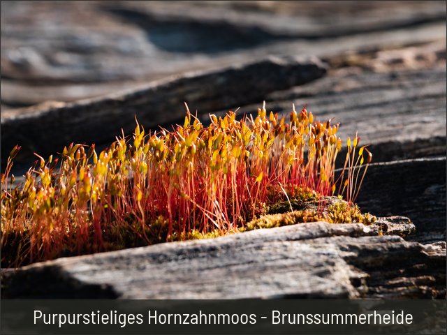 Purpurstieliges Hornzahnmoos - Brunssummerheide