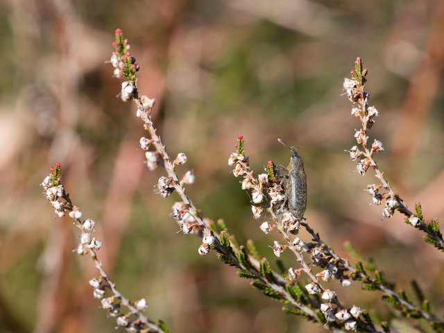 Rüsselkäfer - Brunssummerheide