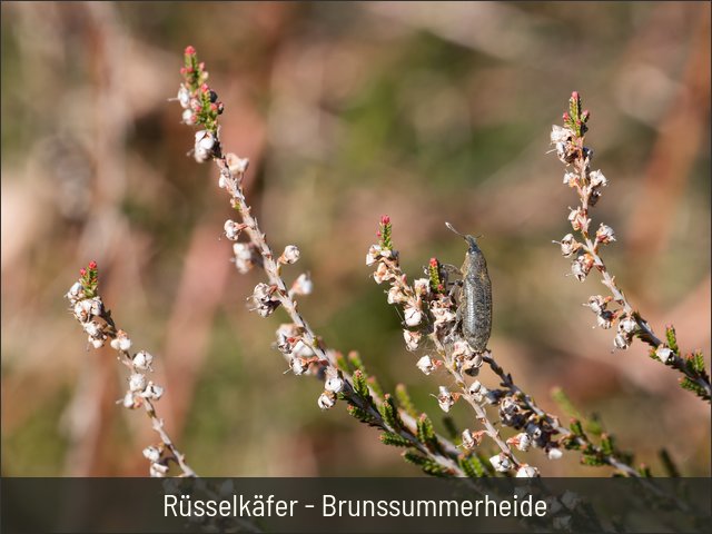 Rüsselkäfer - Brunssummerheide