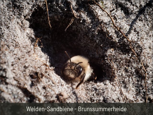 Weiden-Sandbiene - Brunssummerheide