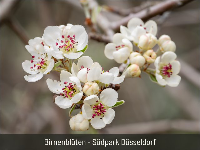 Birnenblüten - Südpark Düsseldorf