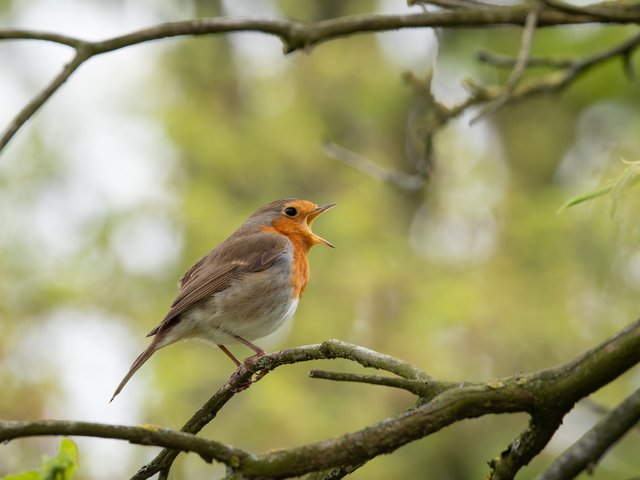 Rotkehlchen - Südpark Düsseldorf