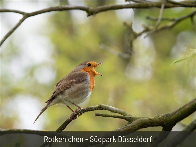 Rotkehlchen - Südpark Düsseldorf