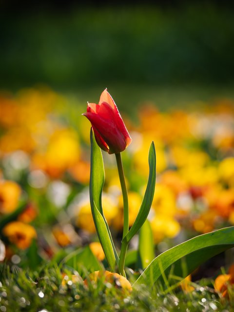 Tulpe vor Stiefmütterchen - Südpark Düsseldorf