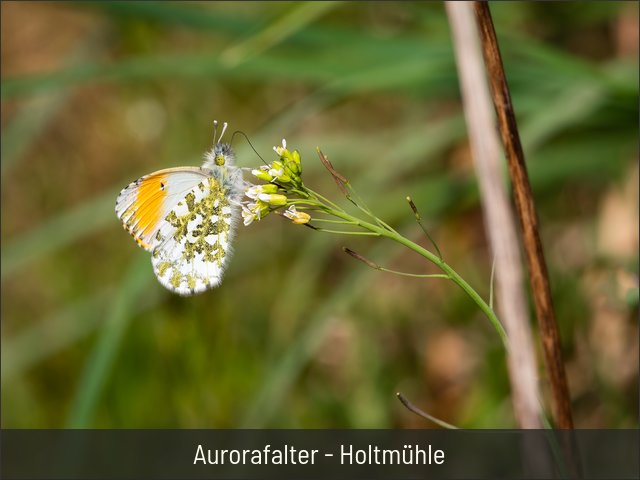 Aurorafalter - Holtmühle