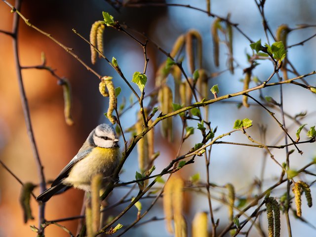 Blaumeise - Heidemoore