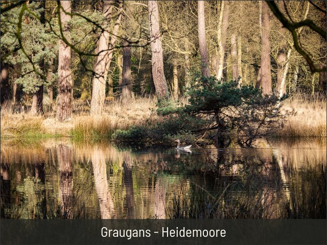 Graugans - Heidemoore