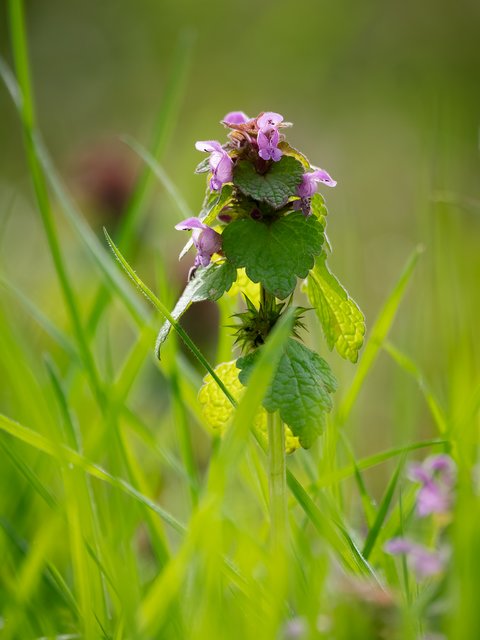 Purpurrote Taubnessel - Hühnerkamp