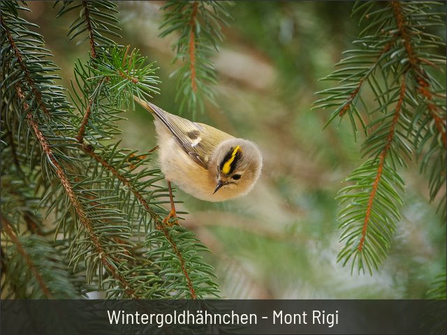 Wintergoldhähnchen - Mont Rigi