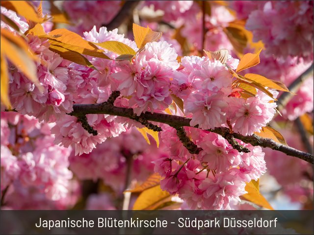 Japanische Blütenkirsche - Südpark Düsseldorf
