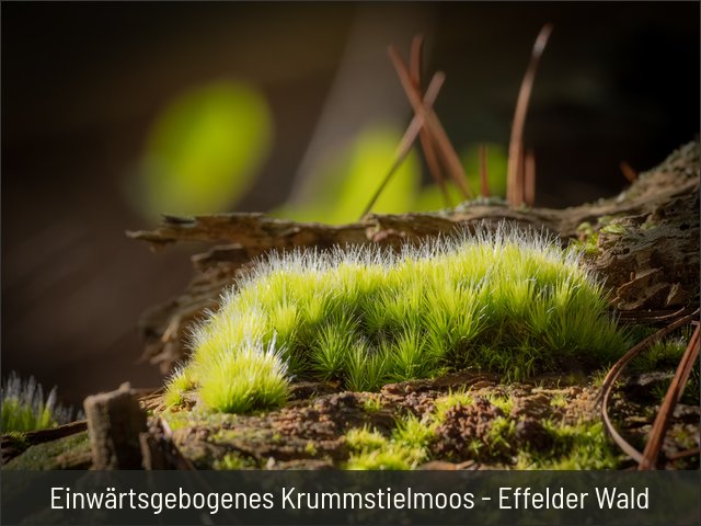 Einwärtsgebogenes Krummstielmoos - Effelder Wald
