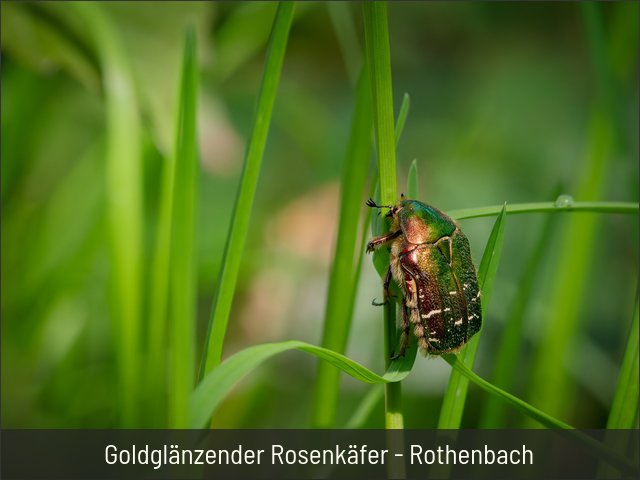 Goldglänzender Rosenkäfer - Rothenbach