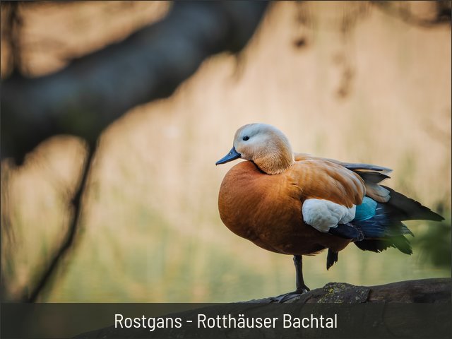 Rostgans - Rotthäuser Bachtal
