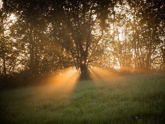 Sonnenaufgang hinter Bäumen - Rotthäuser Bachtal