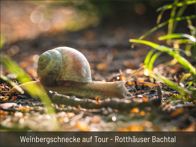 Weinbergschnecke auf Tour - Rotthäuser Bachtal