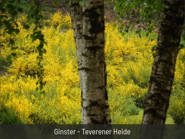 Ginster - Teverener Heide