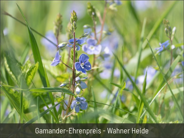 Gamander-Ehrenpreis - Wahner Heide