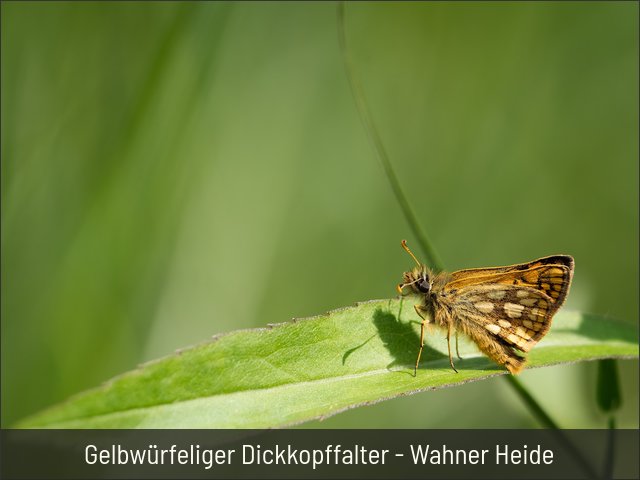 Gelbwürfeliger Dickkopffalter - Wahner Heide