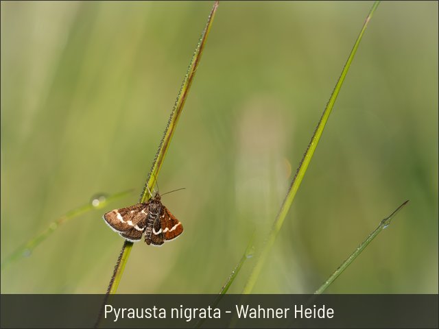 Pyrausta nigrata - Wahner Heide