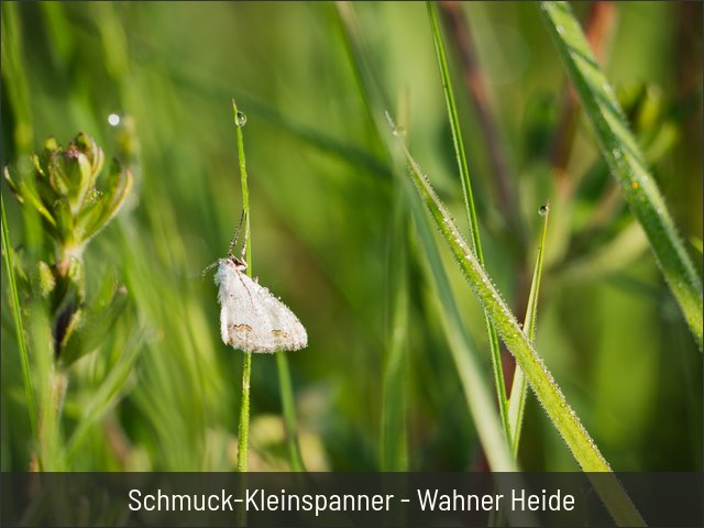 Schmuck-Kleinspanner - Wahner Heide