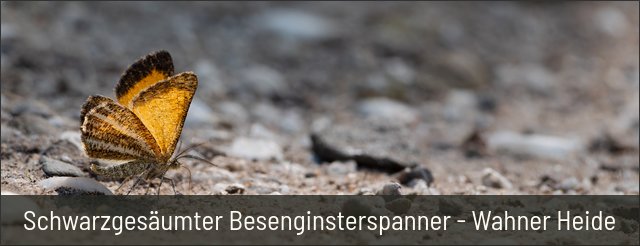 Schwarzgesäumter Besenginsterspanner - Wahner Heide