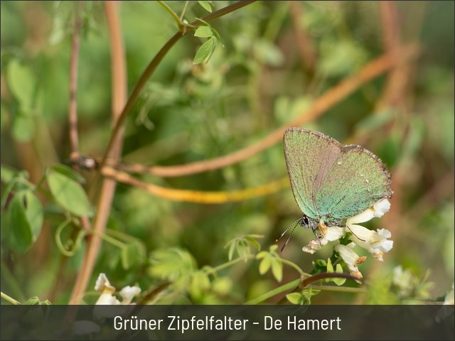 Grüner Zipfelfalter - De Hamert