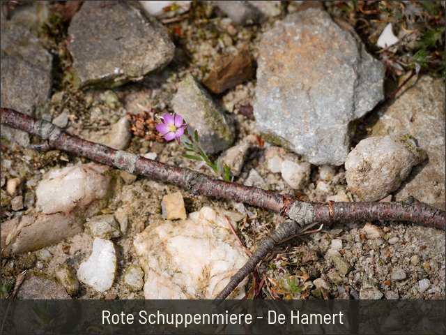 Rote Schuppenmiere - De Hamert
