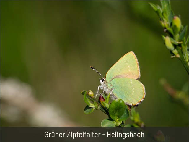 Grüner Zipfelfalter - Helingsbach