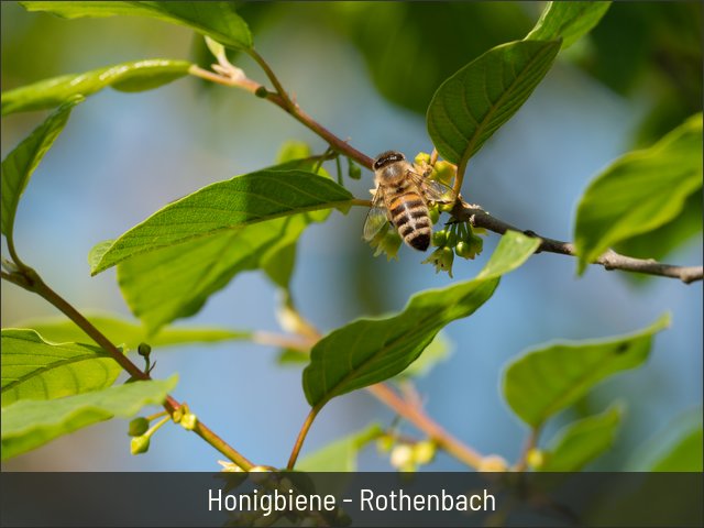 Honigbiene - Rothenbach