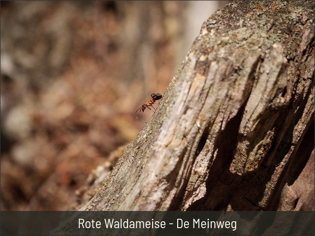Rote Waldameise - De Meinweg