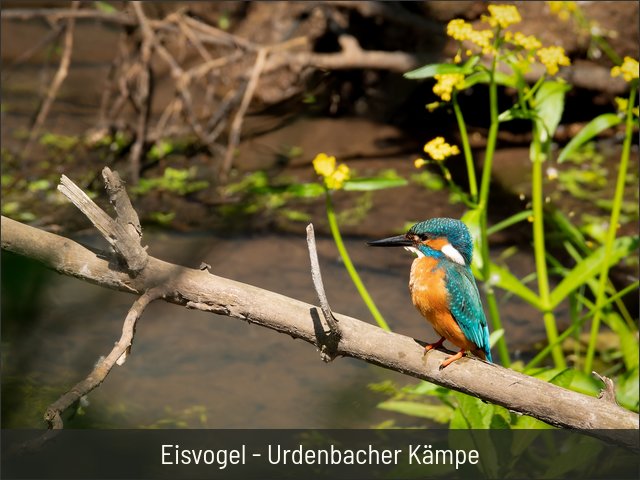 Eisvogel - Urdenbacher Kämpe