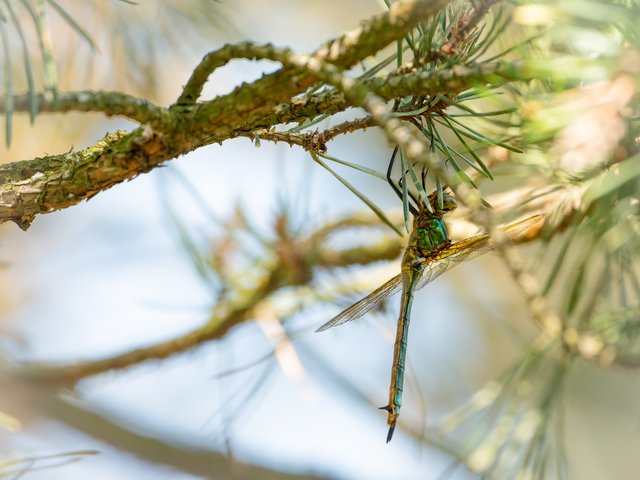 Glänzende Smaragdlibelle - Brachter Wald