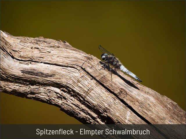 Spitzenfleck - Elmpter Schwalmbruch