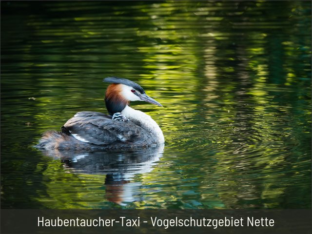 Haubentaucher-Taxi - Vogelschutzgebiet Nette