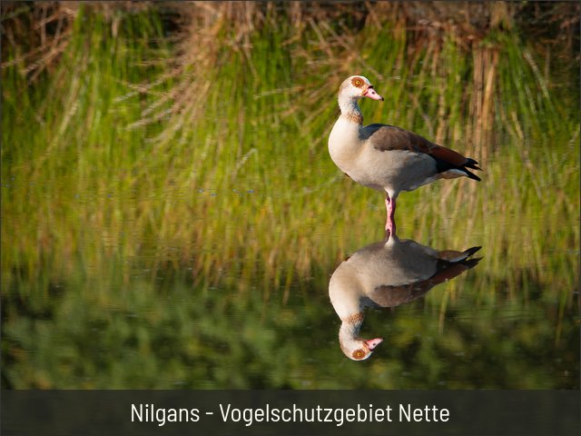 Nilgans - Vogelschutzgebiet Nette