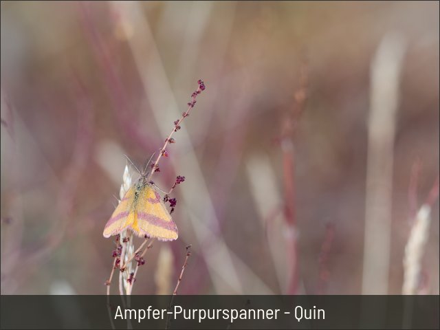 Ampfer-Purpurspanner - Quin