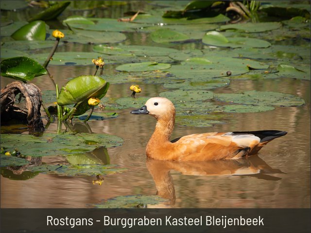 Rostgans - Burggraben Kasteel Bleijenbeek